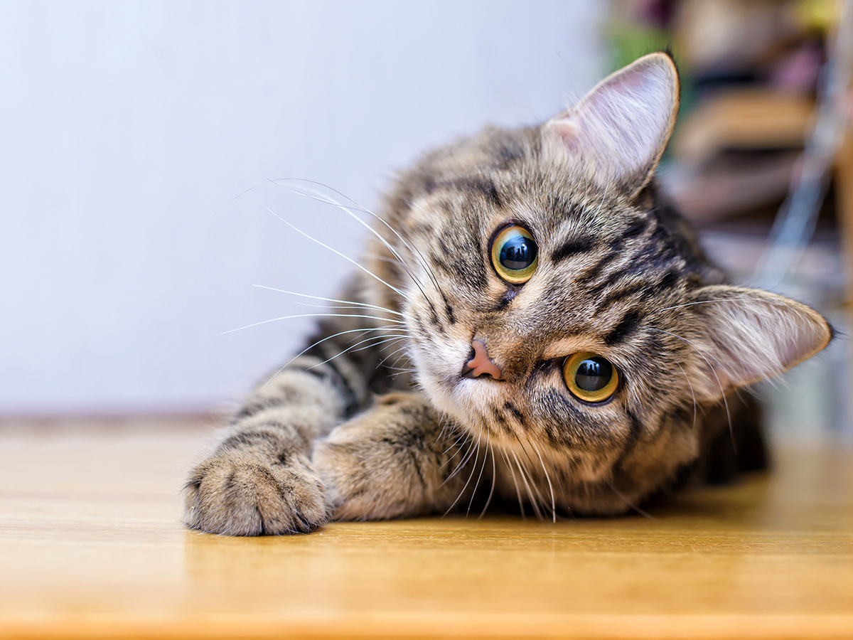 parvovirosi gatto