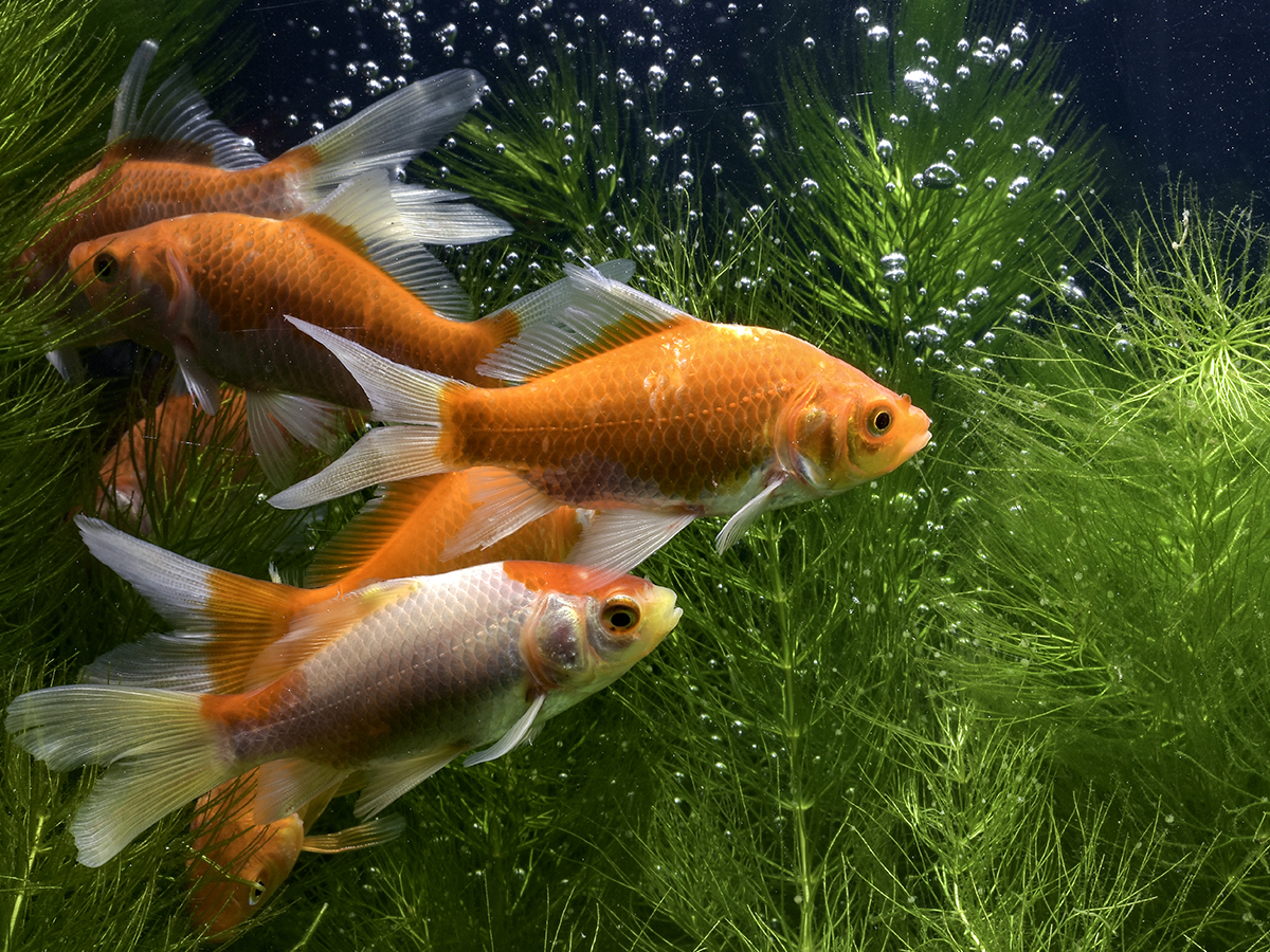 pesce rosso macchie nere