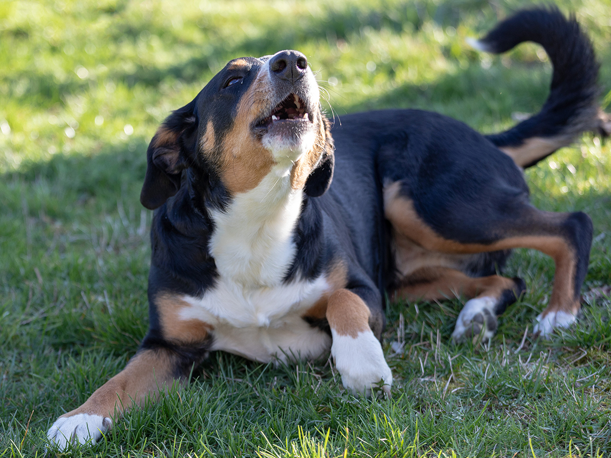 Perché il cane guaisce all’improvviso? A Good Magazine