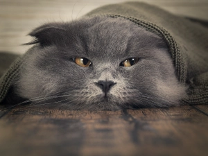 gatto sdraiato sotto coperta
