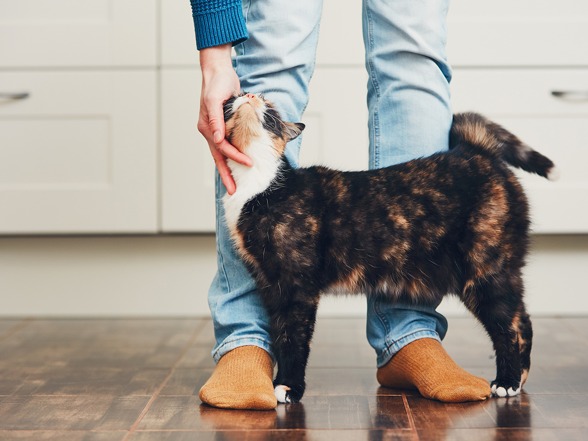 gatto si struscia alle gambe