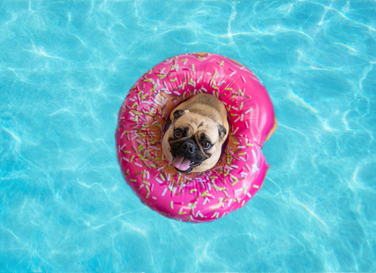 cane nuota in piscina con ciambella
