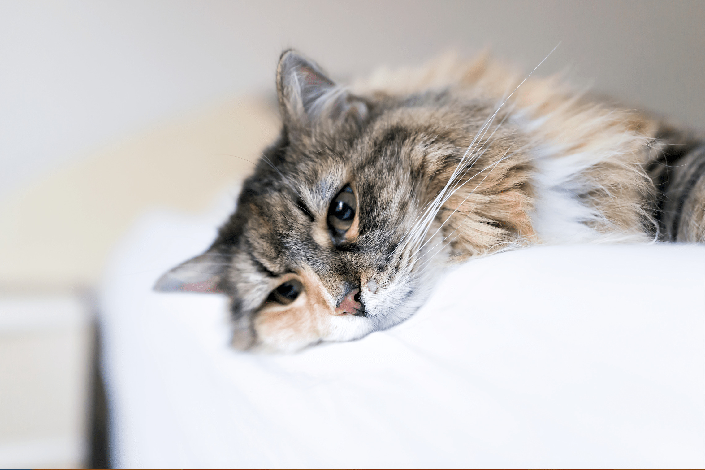gatto a pelo lungo sul divano