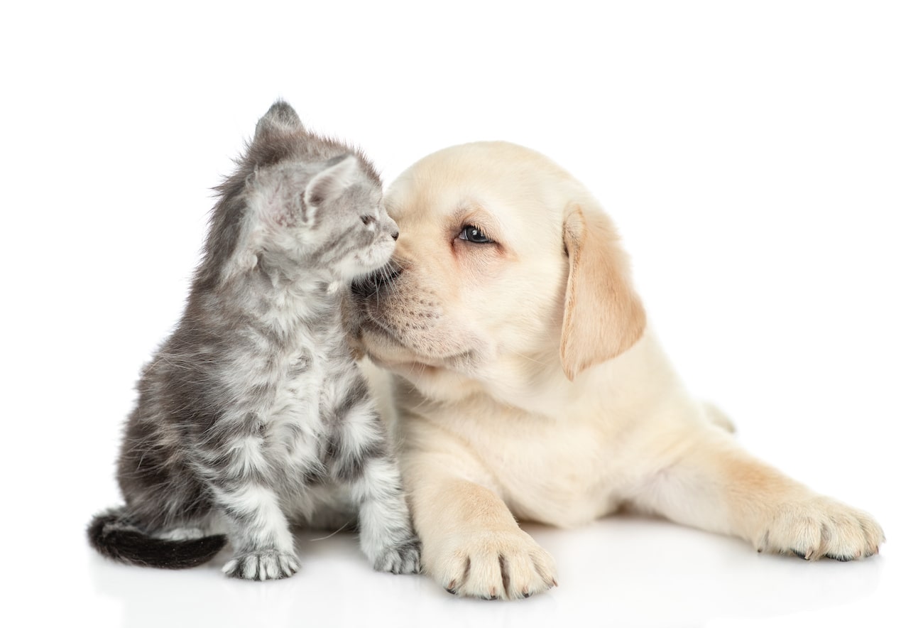 Cane e Gatto