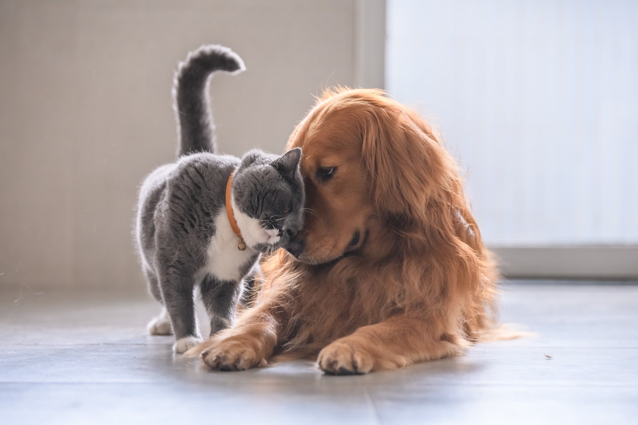 Cane E Gatto