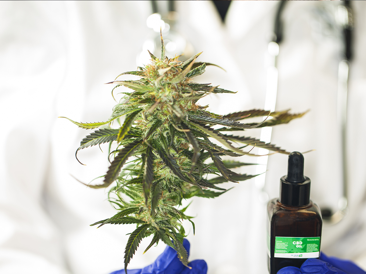 cannabis terapeutica