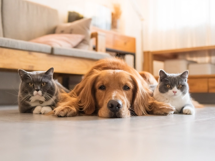 cura animali domestici - good pets