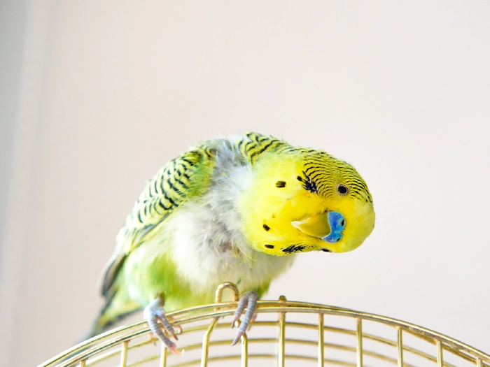 pappagallo perde piume