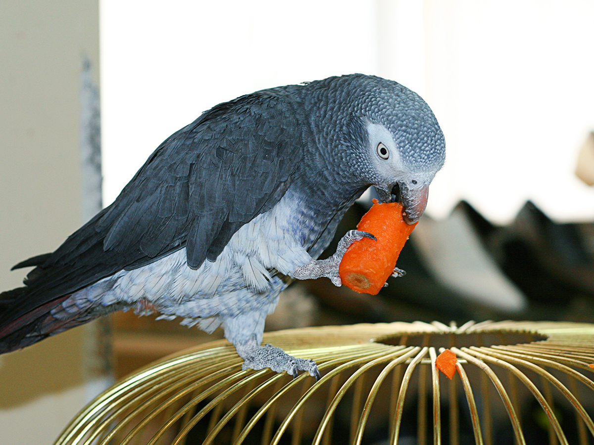 alimentazione pappagallo