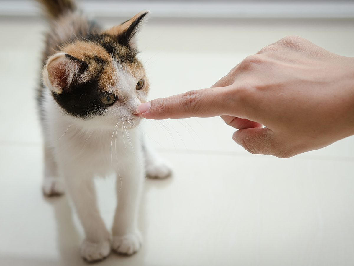 gatto annusa dito umano