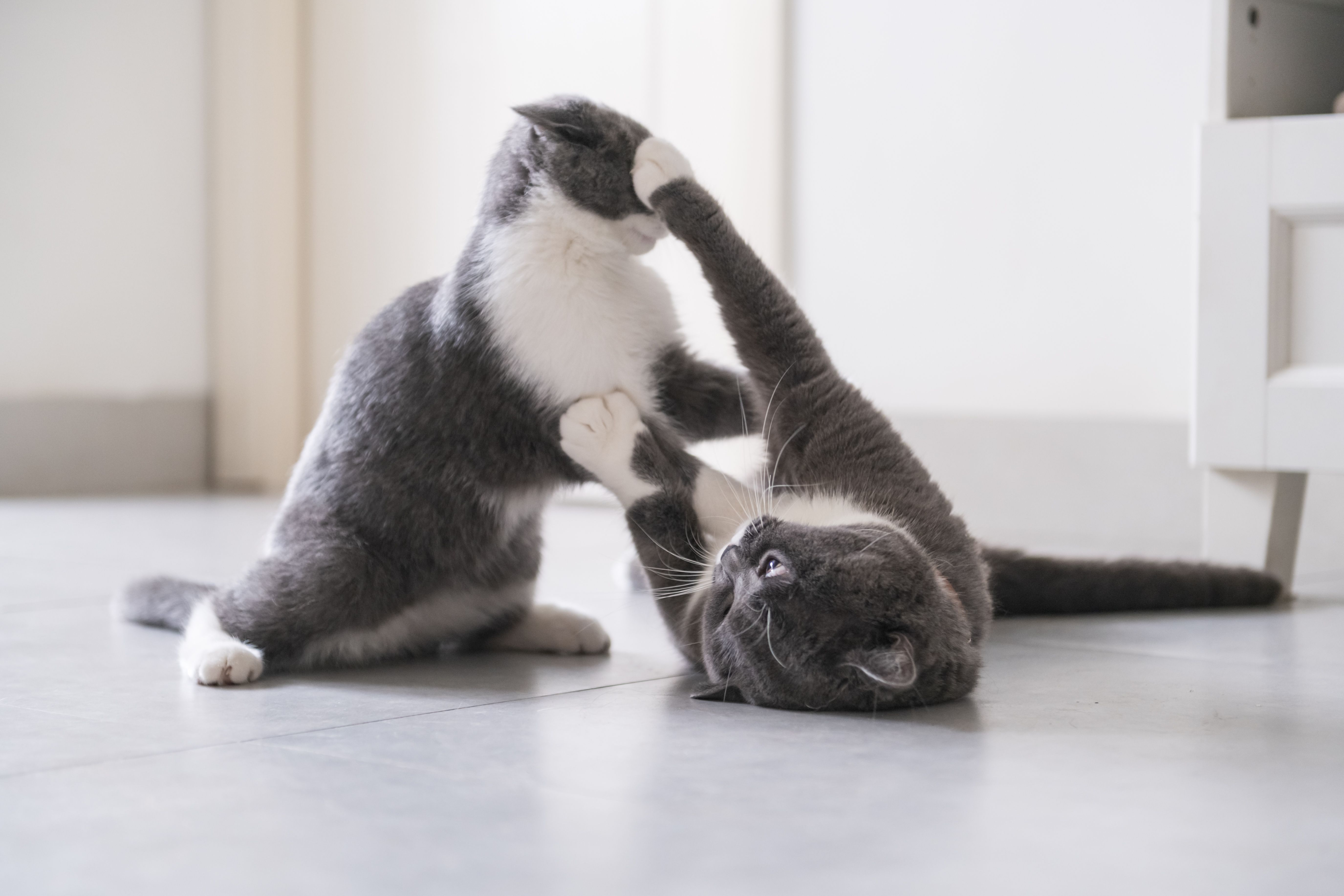 due gatti giocano alla lotta