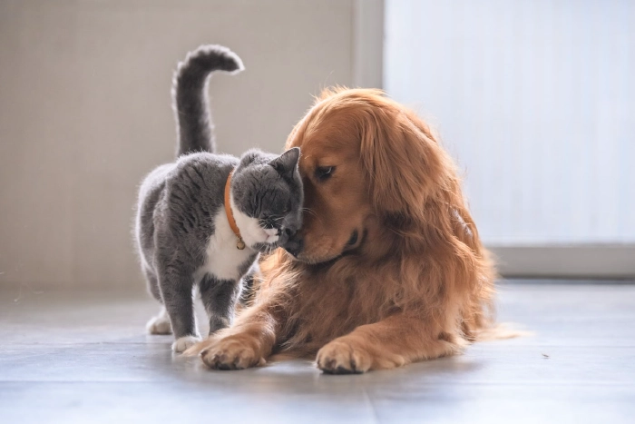 Cane E Gatto