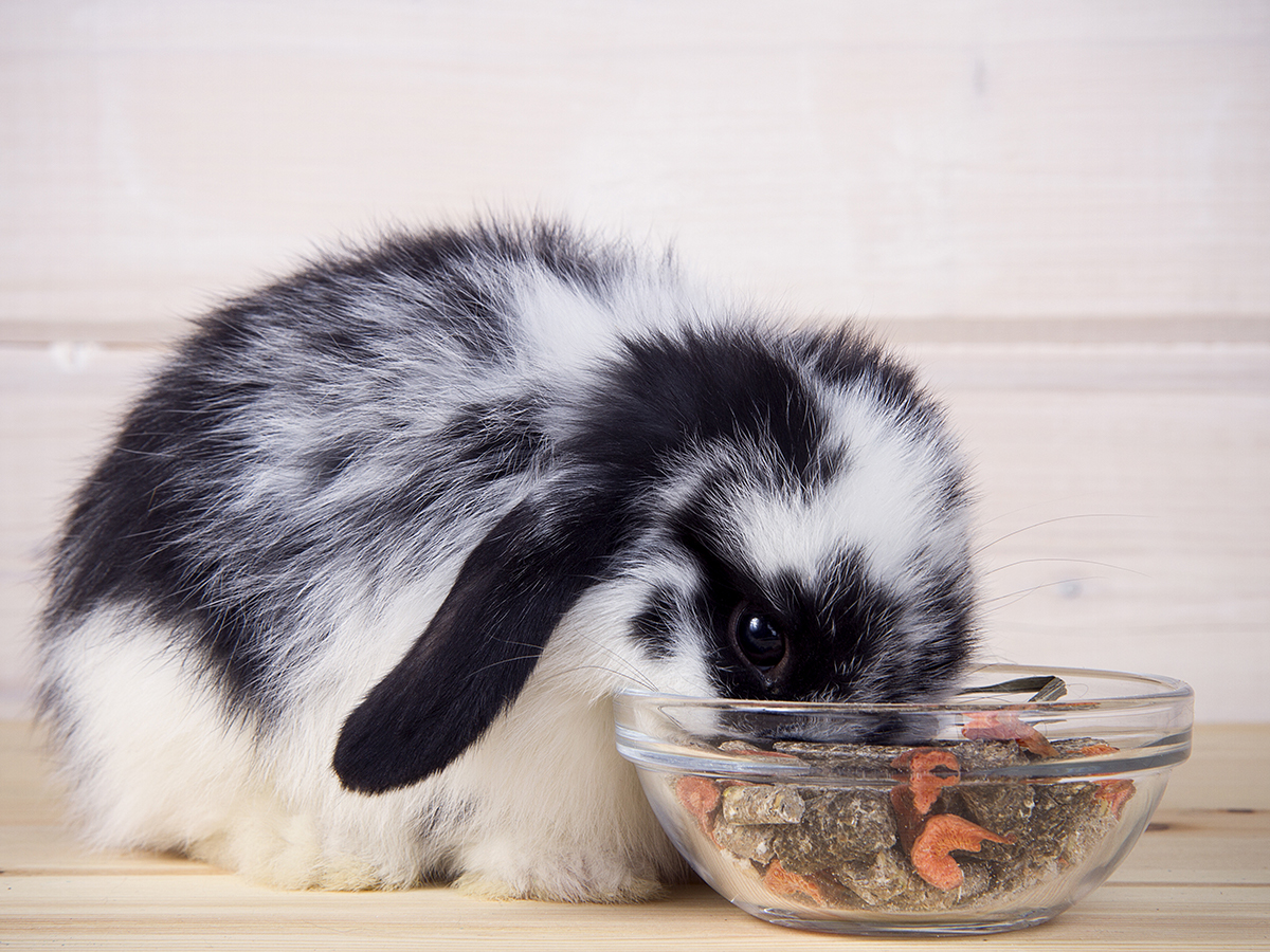 alimentazione coniglio nano