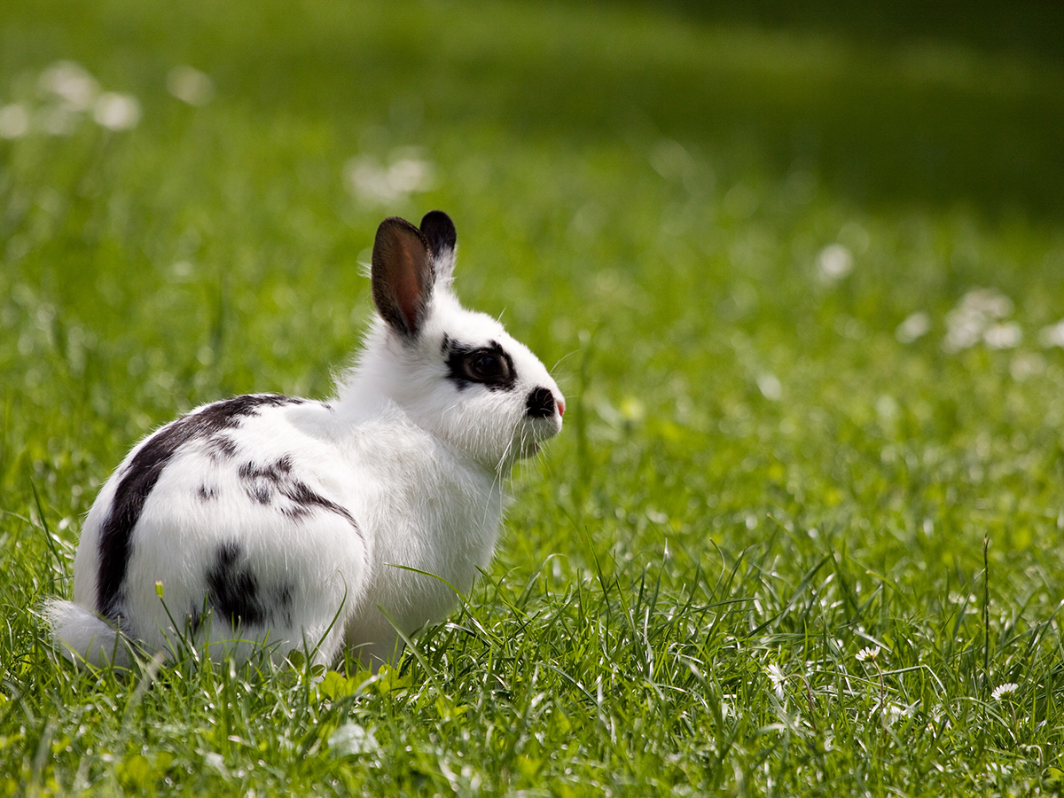 riconoscere malattie coniglio nano
