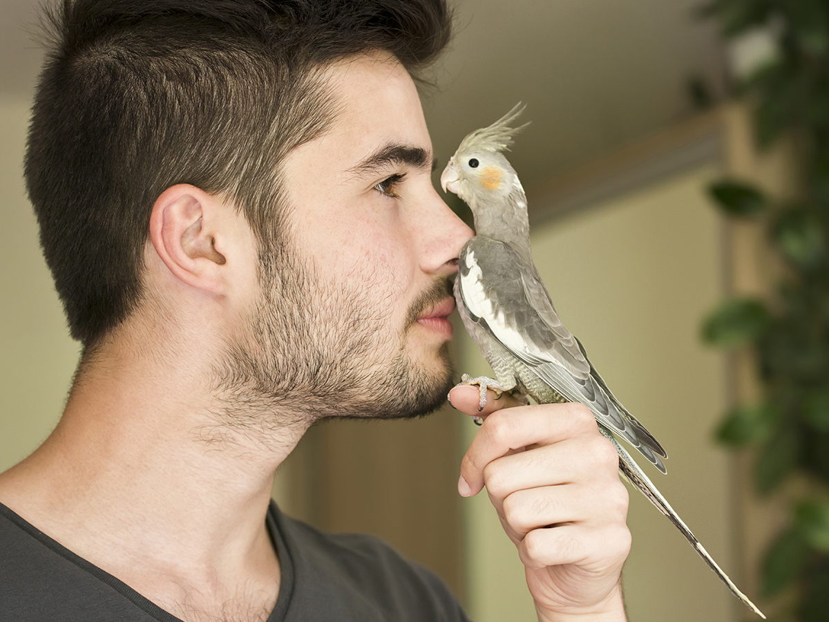 come comunica pappagallo