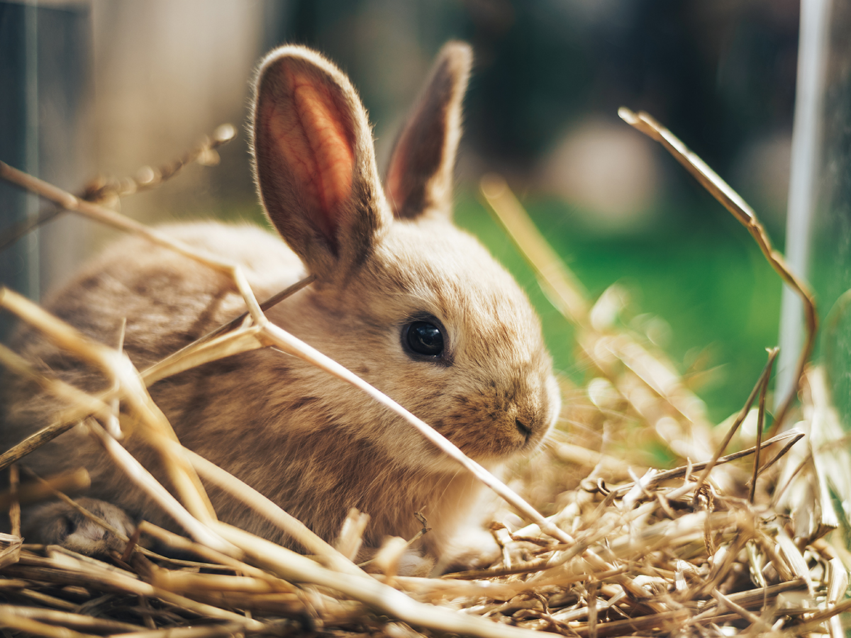 quanto vive coniglio nano