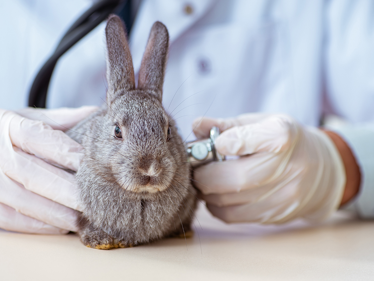 malattie coniglio nano trasmissibili uomo